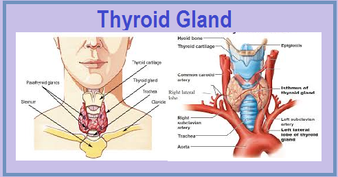 Thyroid Gland